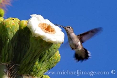 Saguaro Flower - Hummingbird
Verde River, Rio Verde, AZ. Saguaro Flower - Hummingbird
Verde River, Rio Verde, AZ.